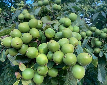 برداشت ۱۰ تن گردو از هر هکتار باغات کردستان با این نهال گردو پربار