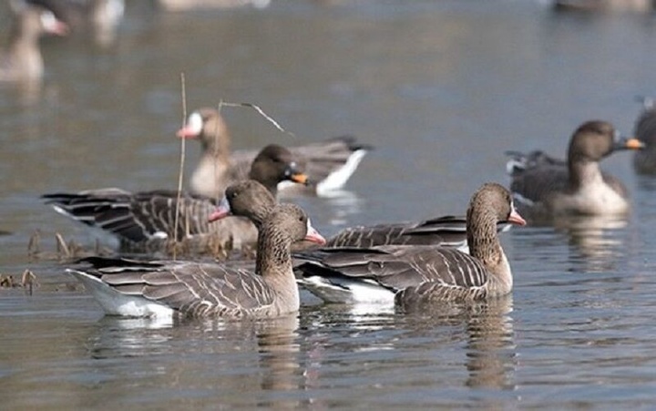 «کانی برازان» میزبان غازهای پیشانی سفید شد