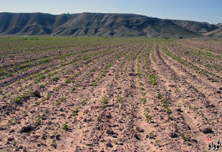 زنگ خطر برای امنیت غذایی کردستان/سبز نشدن گندم زارها تولید سال آینده را تهدید می کند