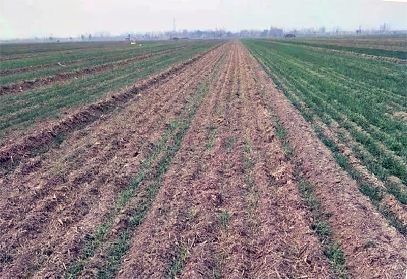 زنگ خطر برای امنیت غذایی کردستان/سبز نشدن گندم زارها تولید سال آینده را تهدید می کند