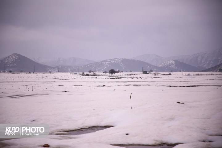 طبیعت برفی مریوان / عکاس : عرفان کرمی