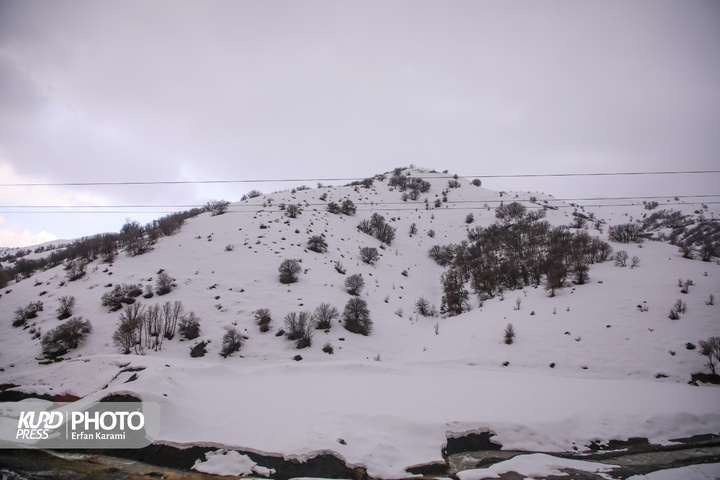طبیعت برفی مریوان / عکاس : عرفان کرمی