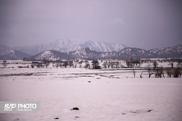 طبیعت برفی مریوان / عکاس : عرفان کرمی