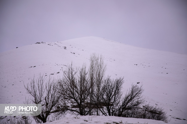 طبیعت برفی مریوان / عکاس : عرفان کرمی