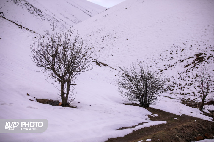 طبیعت برفی مریوان / عکاس : عرفان کرمی