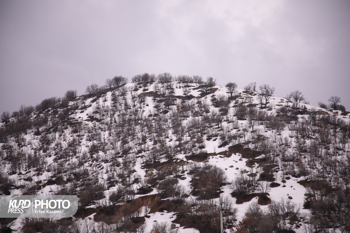 طبیعت برفی مریوان / عکاس : عرفان کرمی