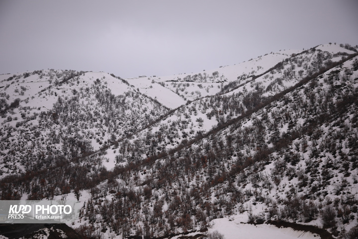 طبیعت برفی مریوان / عکاس : عرفان کرمی