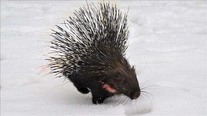 مشاهده و نجات یک گونه نادر و زیبای حیات وحش در دل کردستان ترکیه