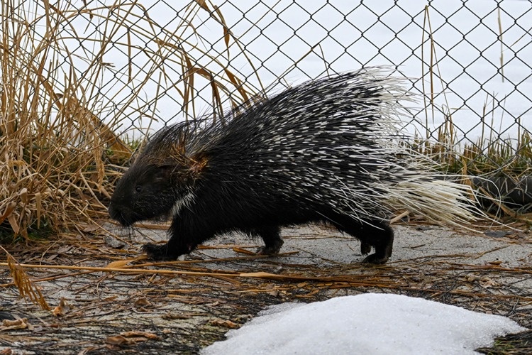 مشاهده و نجات یک گونه نادر و زیبای حیات وحش در دل کردستان ترکیه