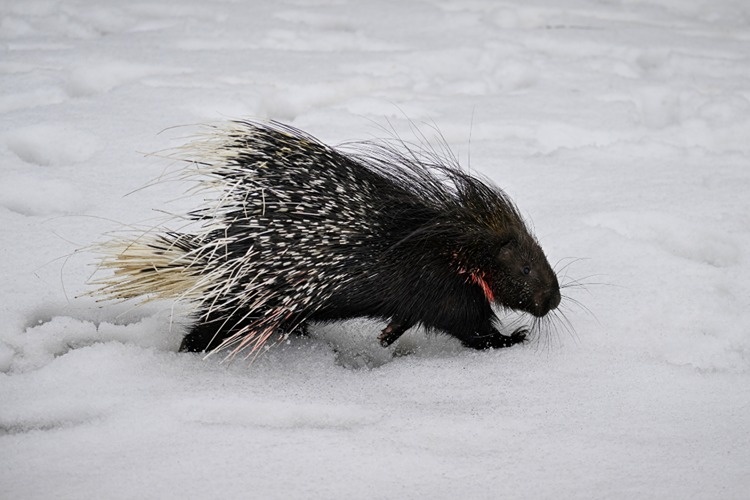 مشاهده و نجات یک گونه نادر و زیبای حیات وحش در دل کردستان ترکیه