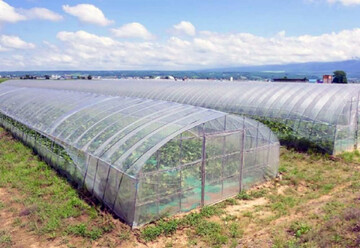 ۳۰ طرح گلخانه ای کردستان در مسیر تأمین مالی/۵ هکتار تا پایان سال بهره برداری می شود