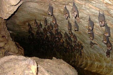 غار خفاش دهلران در رده حفاظتی یک رده‌بندی شد