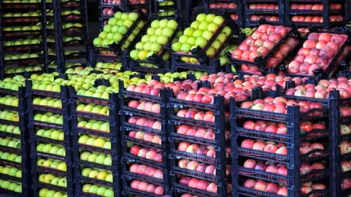 ذخیره سازی میوه شب عید کرمانشاه آغاز شد