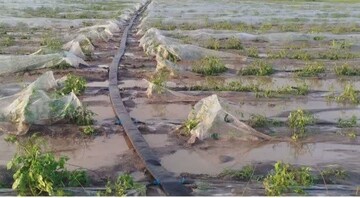 خسارت ۵۰ میلیارد تومانی سیلاب و تگرگ به زیرساخت‌های کشاورزی دهلران