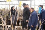 بازدید استاندار از بزرگترین باغ نوین غرب کشور 