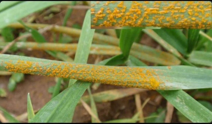 گندم‌کاران مراقب کانون‌های زنگ زرد باشند