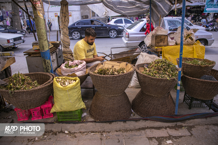 بازار گیاهان خوراکی و دارویی فصل بهار در سنندج / عکاس : عرفان کرمی