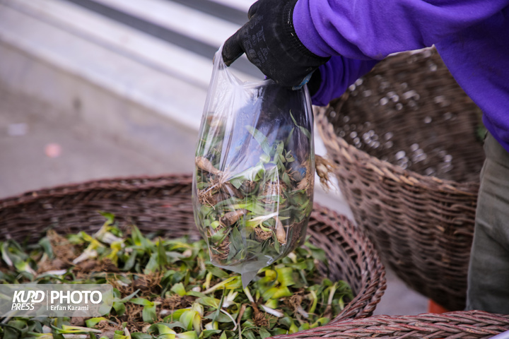 بازار گیاهان خوراکی و دارویی فصل بهار در سنندج / عکاس : عرفان کرمی