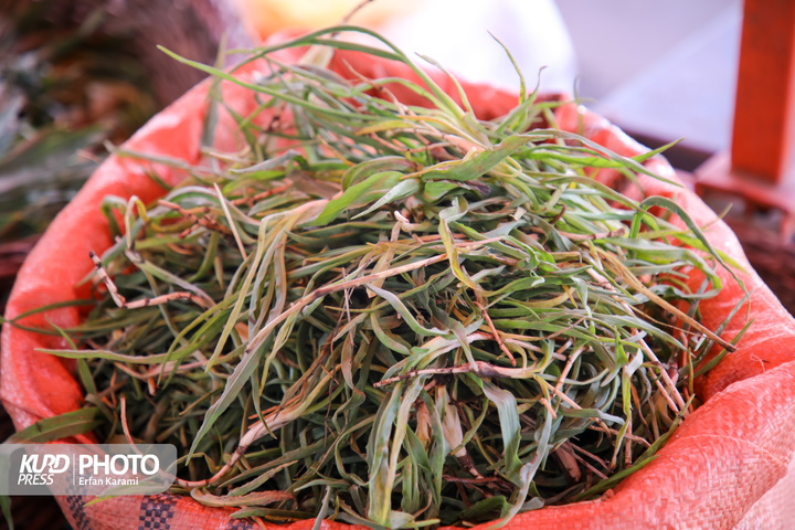 بازار گیاهان خوراکی و دارویی فصل بهار در سنندج / عکاس : عرفان کرمی