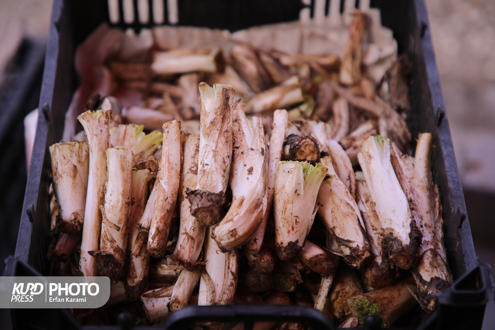 بازار گیاهان خوراکی و دارویی فصل بهار در سنندج / عکاس : عرفان کرمی