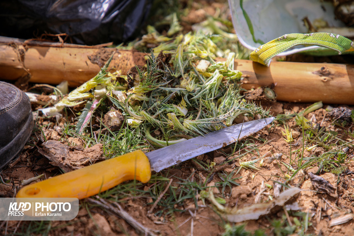 بازار گیاهان خوراکی و دارویی فصل بهار در سنندج / عکاس : عرفان کرمی