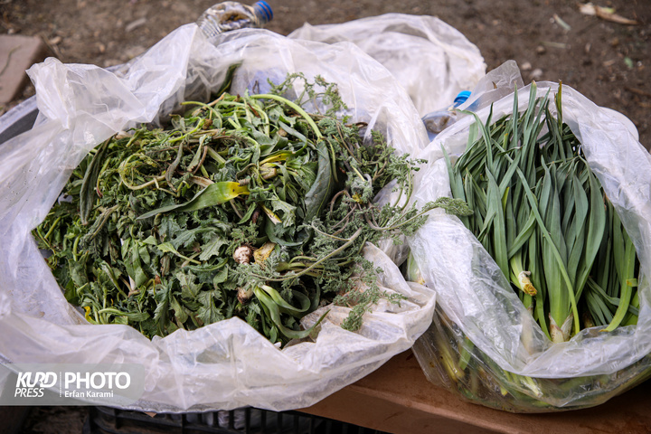 بازار گیاهان خوراکی و دارویی فصل بهار در سنندج / عکاس : عرفان کرمی