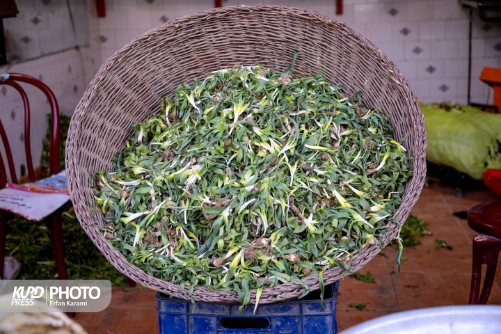 بازار گیاهان خوراکی و دارویی فصل بهار در سنندج / عکاس : عرفان کرمی