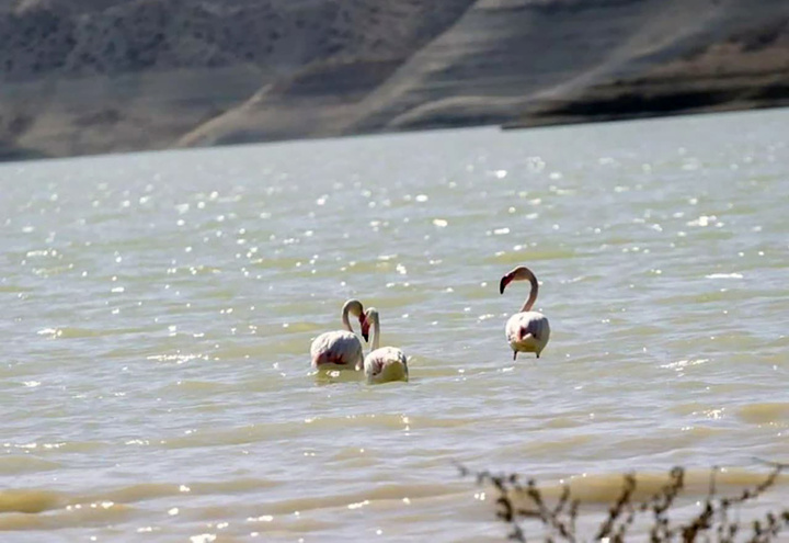 ۵ قطعه فلامینگو در تالاب بین اللملی زریوار رهاسازی شد