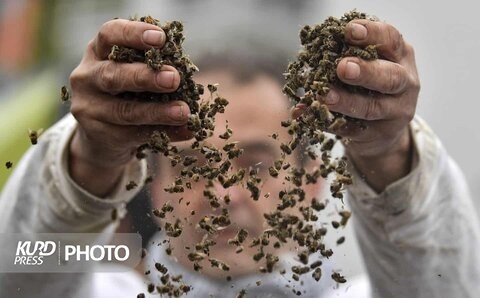 سریال تکراری سموم غیرمجاز و خسارت زنبورداران/وعده های پیگیری چه شد؟