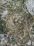 تخم‌گذاری کاکایی های ارمنی در پارک ملی دریاچه ارومیه شروع شد