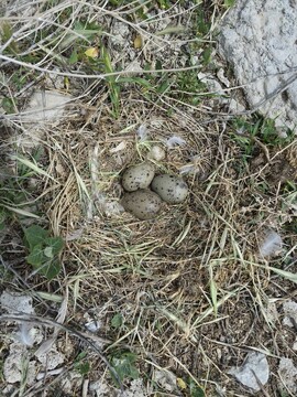 تخم‌گذاری کاکایی های ارمنی در پارک ملی دریاچه ارومیه شروع شد