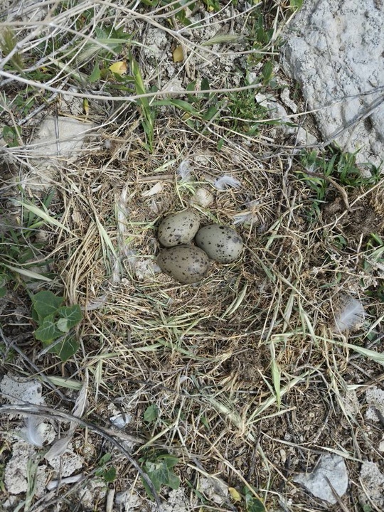 تخم‌گذاری کاکایی های ارمنی در پارک ملی دریاچه ارومیه شروع شد