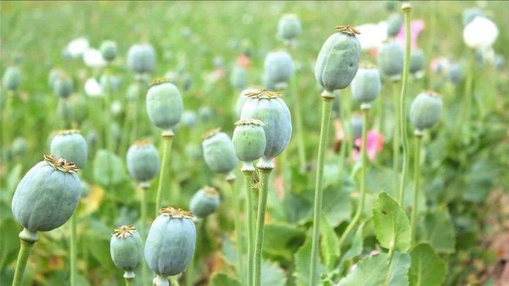 افزایش نظارت ها برای ممنوعیت کشت خشخاش و شاهدانه در کرمانشاه