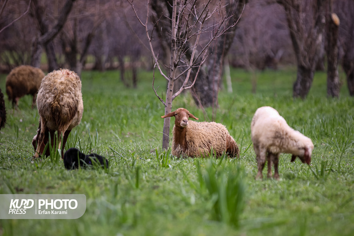 طبیعت بهاری سنندج / عکاس : عرفان کرمی