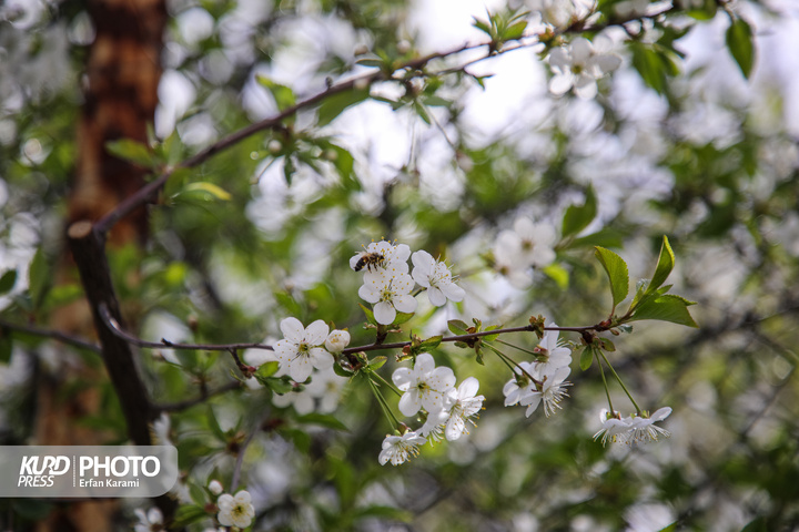 طبیعت بهاری سنندج / عکاس : عرفان کرمی
