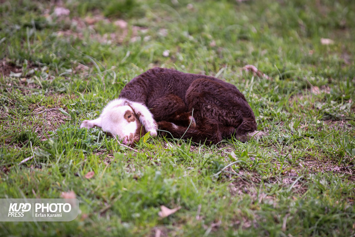 طبیعت بهاری سنندج / عکاس : عرفان کرمی
