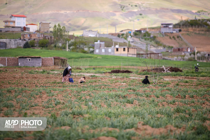 طبیعت بهاری سنندج / عکاس : عرفان کرمی
