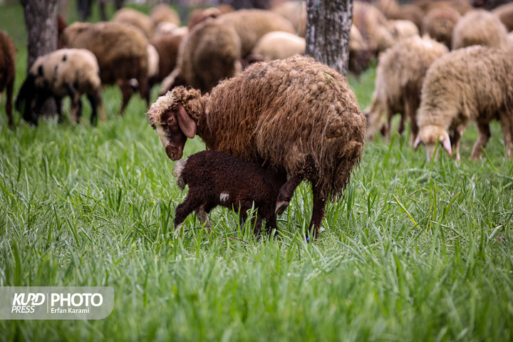 طبیعت بهاری سنندج / عکاس : عرفان کرمی