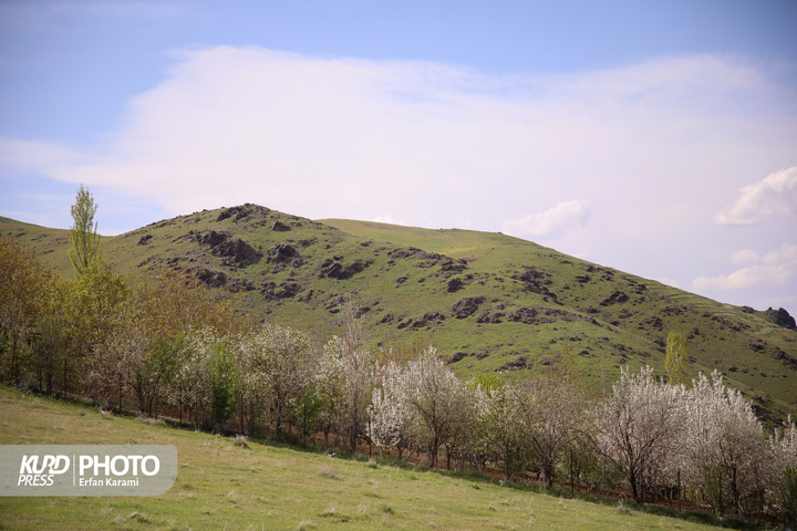طبیعت بهاری سنندج / عکاس : عرفان کرمی