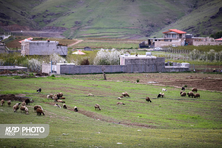 طبیعت بهاری سنندج / عکاس : عرفان کرمی