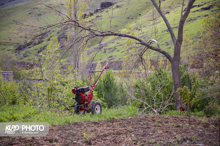 طبیعت بهاری سنندج / عکاس : عرفان کرمی