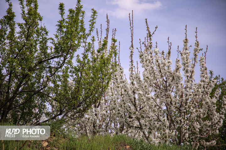 طبیعت بهاری سنندج / عکاس : عرفان کرمی