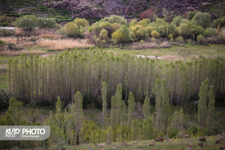 طبیعت بهاری سنندج / عکاس : عرفان کرمی