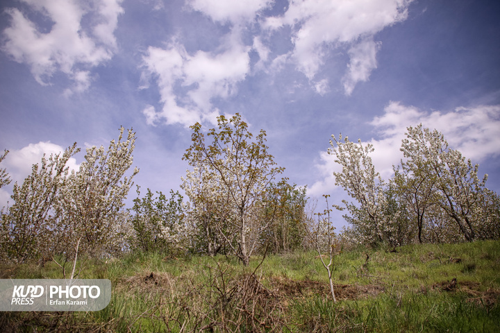 طبیعت بهاری سنندج / عکاس : عرفان کرمی