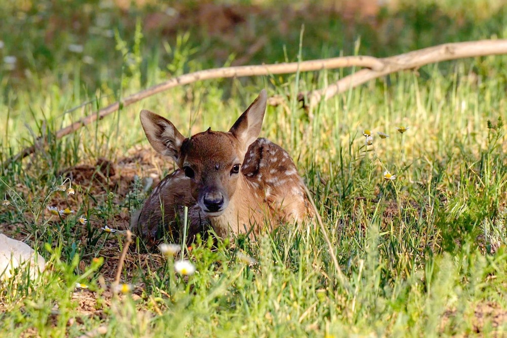 تولد اولین گوساله گوزن زرد ایرانی در سایت «رشکان» ارومیه