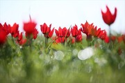 شکوفایی «لاله موش» در کردستان ترکیه؛ از جاذبه‌ای بومی تا سوژه‌ای جهانی برای مستندسازان