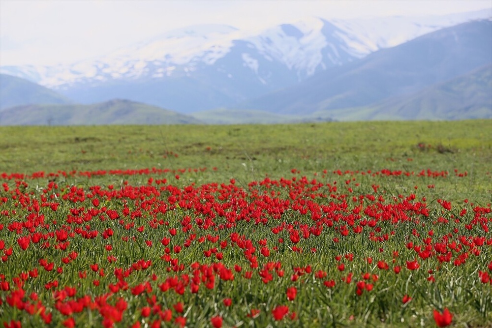 شکوفایی «لاله موش» در کردستان ترکیه؛ از جاذبهای بومی تا سوژهای جهانی برای مستندسازان