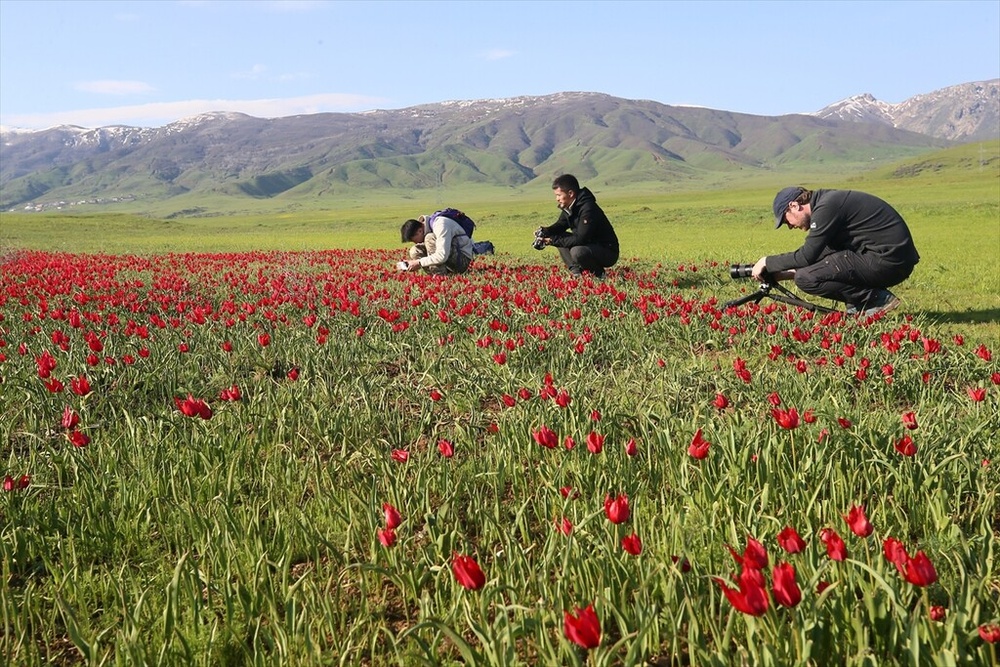 شکوفایی «لاله موش» در کردستان ترکیه؛ از جاذبه‌ای بومی تا سوژه‌ای جهانی برای مستندسازان