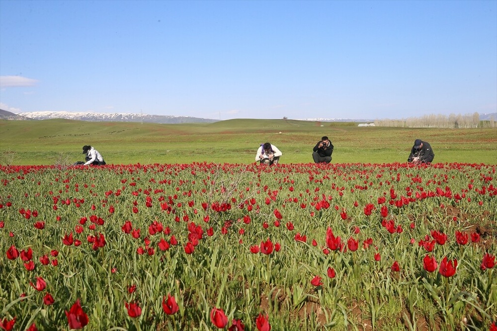 شکوفایی «لاله موش» در کردستان ترکیه؛ از جاذبه‌ای بومی تا سوژه‌ای جهانی برای مستندسازان