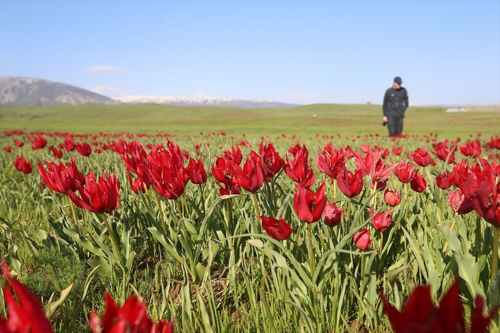 شکوفایی «لاله موش» در کردستان ترکیه؛ از جاذبهای بومی تا سوژهای جهانی برای مستندسازان